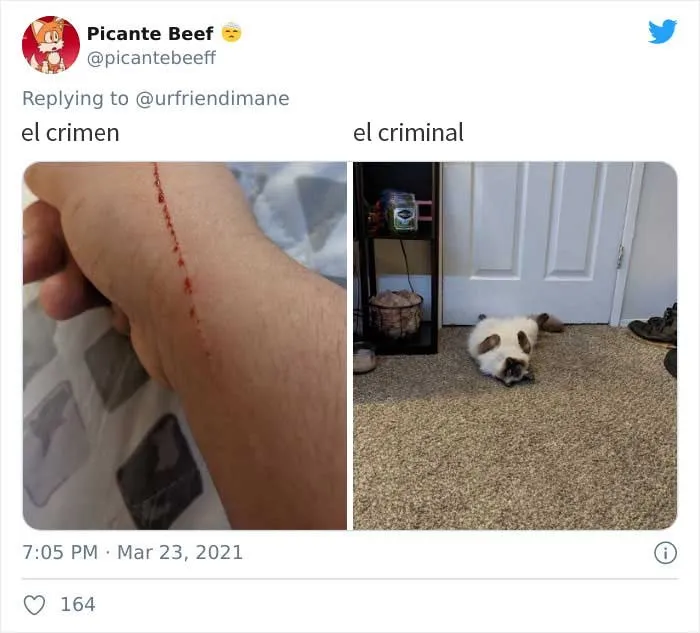 19 Crímenes y criminales pillados por sus dueños, compartidos en este hilo de Twitter
