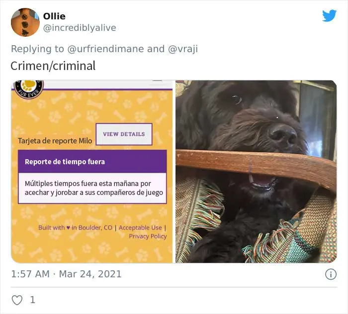 19 Crímenes y criminales pillados por sus dueños, compartidos en este hilo de Twitter