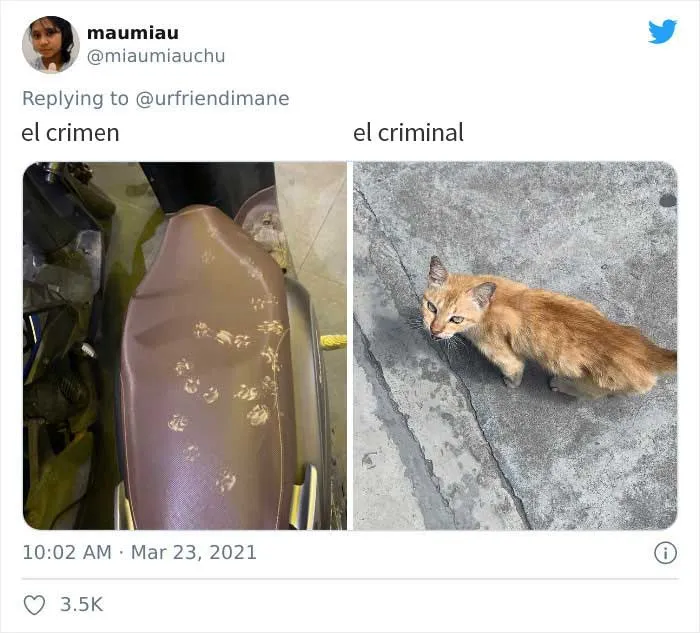 19 Crímenes y criminales pillados por sus dueños, compartidos en este hilo de Twitter