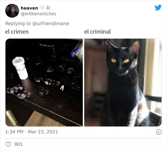 19 Crímenes y criminales pillados por sus dueños, compartidos en este hilo de Twitter