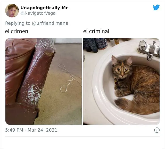 19 Crímenes y criminales pillados por sus dueños, compartidos en este hilo de Twitter