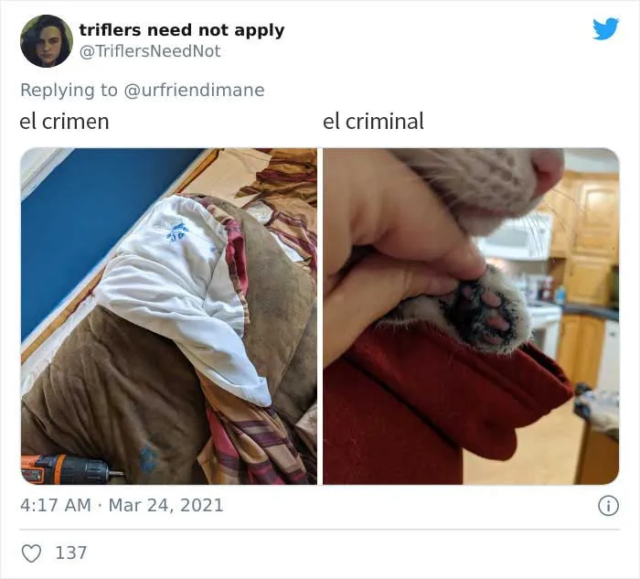 19 Crímenes y criminales pillados por sus dueños, compartidos en este hilo de Twitter