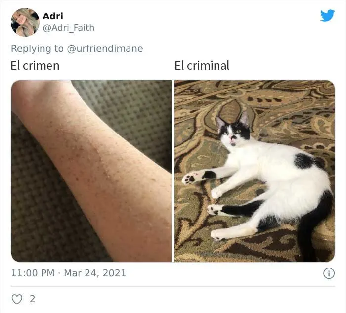 19 Crímenes y criminales pillados por sus dueños, compartidos en este hilo de Twitter