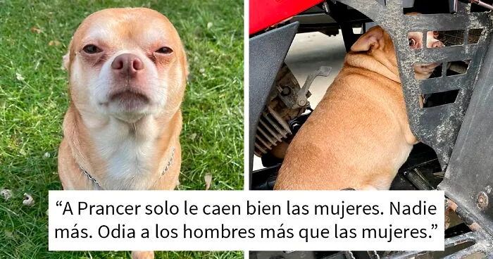 Esta campaña de adopción revela todos los defectos de este chihuahua endemoniado y se vuelve viral