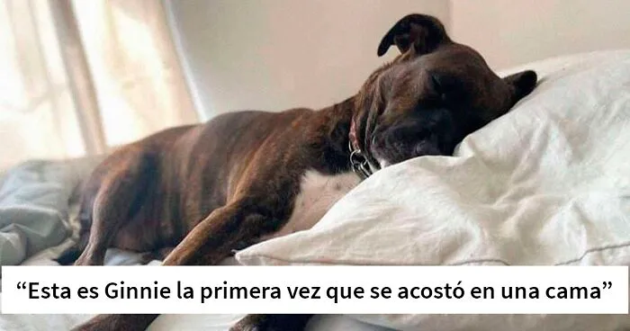 Esta mujer adoptó un perro que nunca tuvo una cama mullida o juguetes, y ahora tiene toda una familia