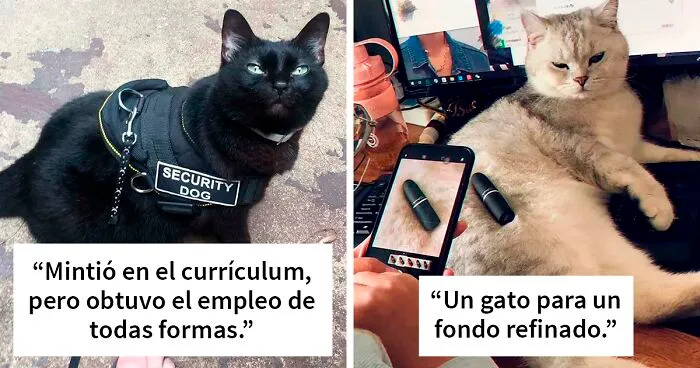 Este grupo online está dedicado a gatos trabajadores, y aquí tienes 38 de ellos