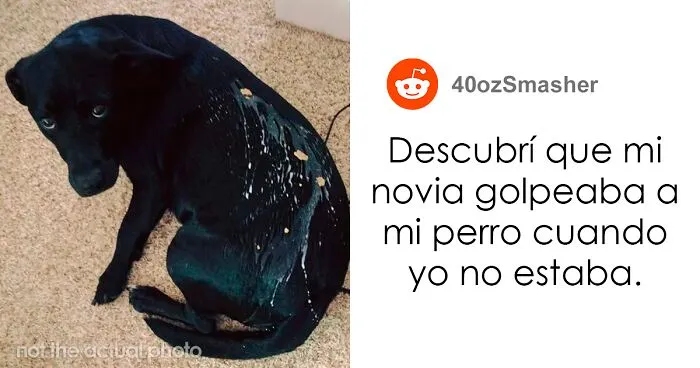 20 Personas revelan sus historias de cómo tuvieron que elegir a sus mascotas por encima de sus parejas