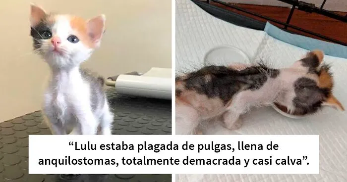 Esta pequeña gatita con muchas ganas de vivir pasó por una transformación que cambió su vida y se convirtió en una bella gata calicó
