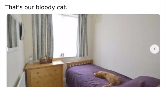 20 Imágenes De Gatos