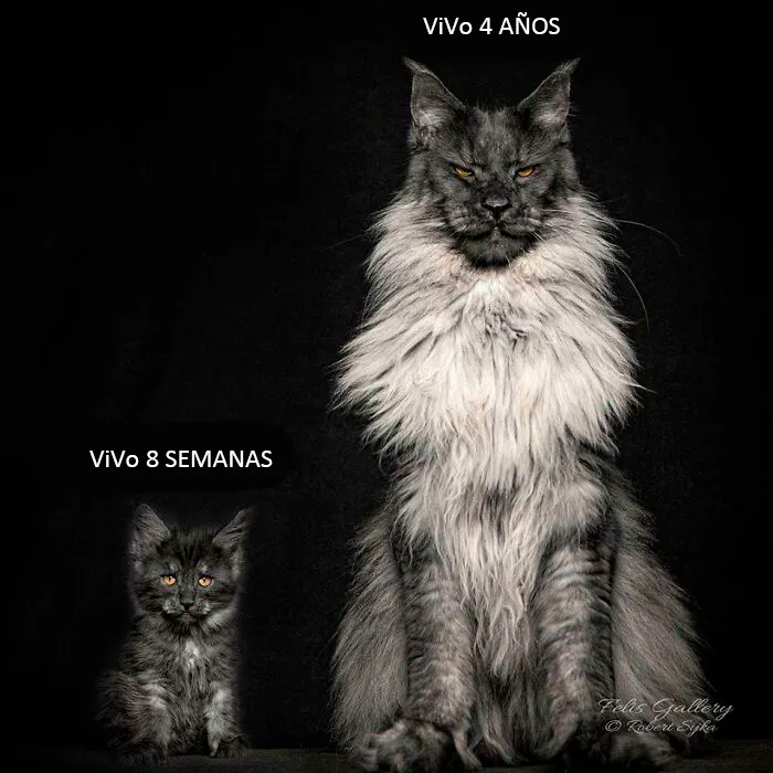Maine Coon monstruoso