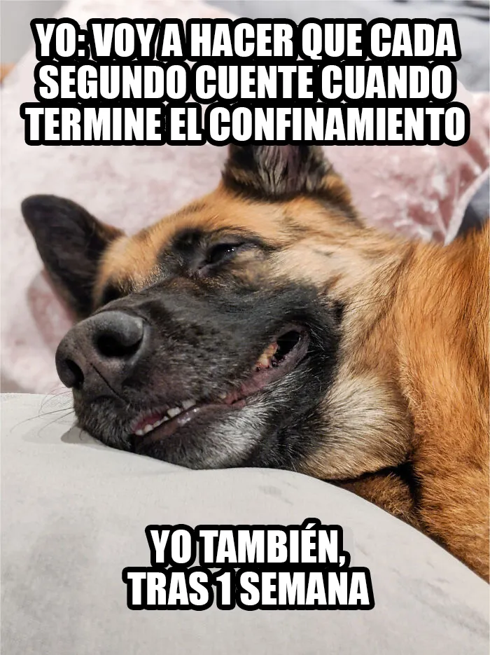 15 Divertidos memes de mascotas sobre la cuarentena, por Comedy Pet Photo Awards
