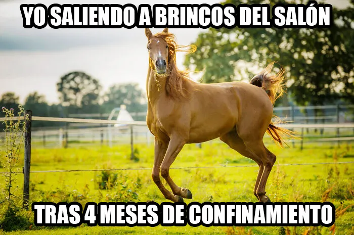 15 Divertidos memes de mascotas sobre la cuarentena, por Comedy Pet Photo Awards