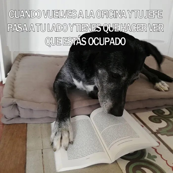 15 Divertidos memes de mascotas sobre la cuarentena, por Comedy Pet Photo Awards