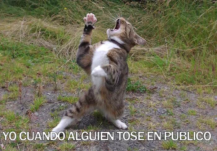 15 Divertidos memes de mascotas sobre la cuarentena, por Comedy Pet Photo Awards