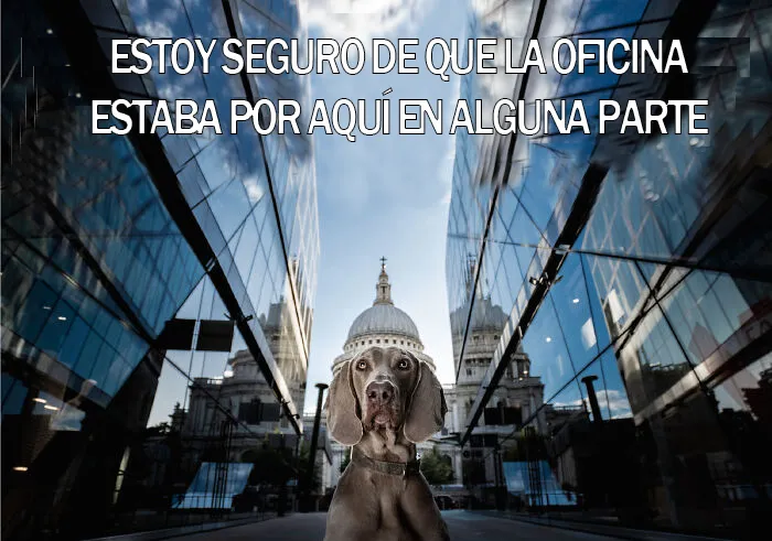 15 Divertidos memes de mascotas sobre la cuarentena, por Comedy Pet Photo Awards