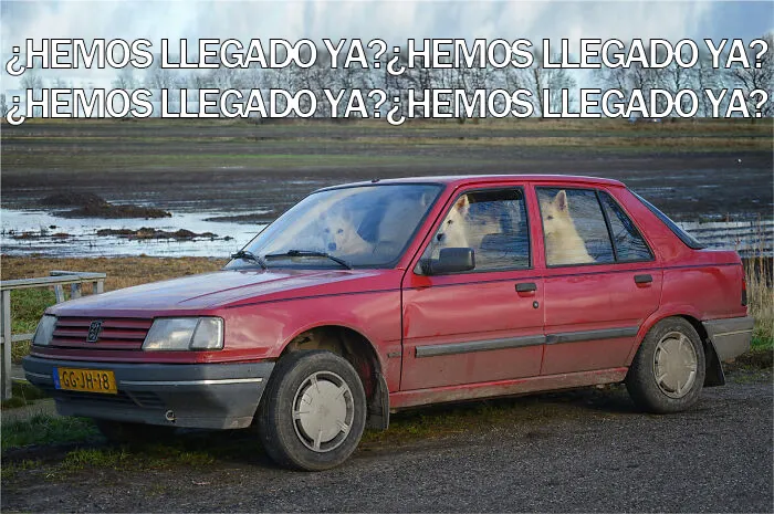 15 Divertidos memes de mascotas sobre la cuarentena, por Comedy Pet Photo Awards