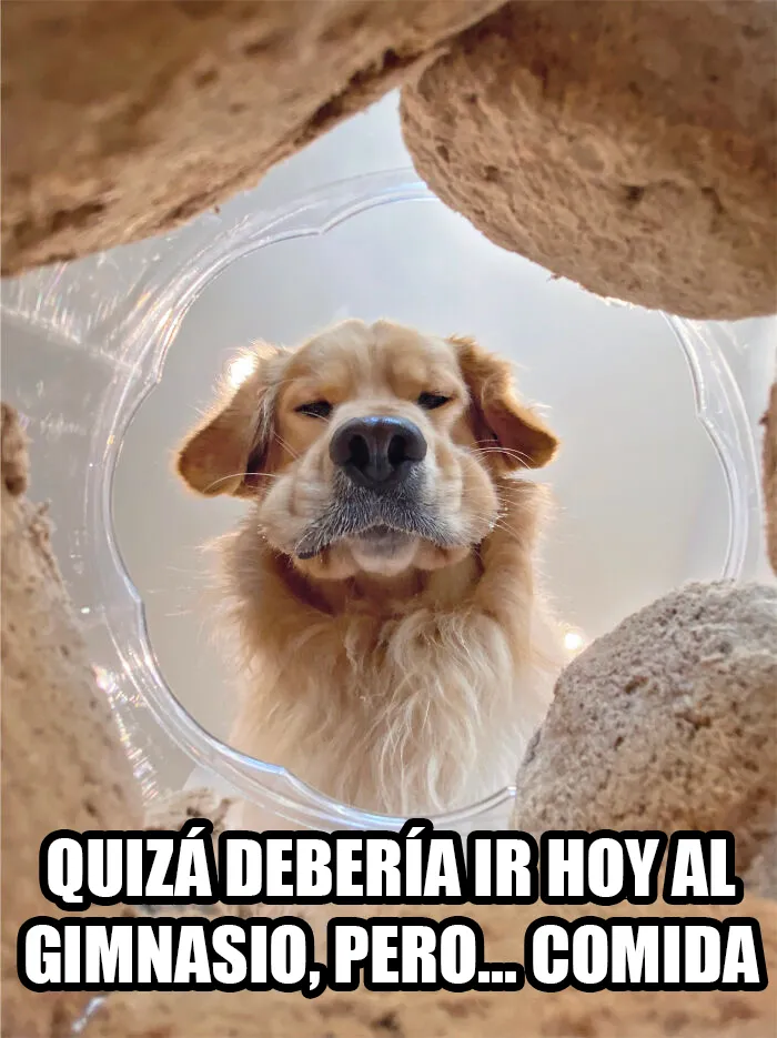15 Divertidos memes de mascotas sobre la cuarentena, por Comedy Pet Photo Awards