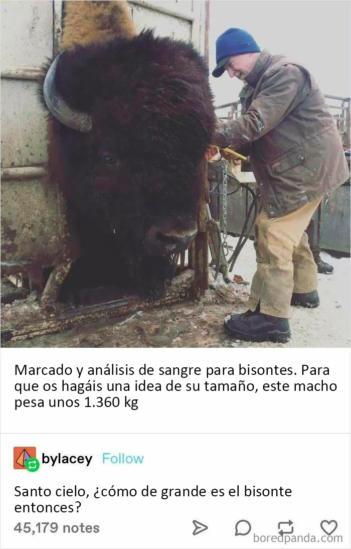 Gran chico
