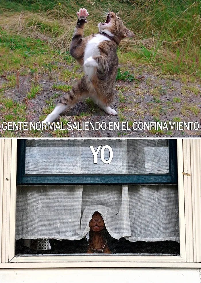 15 Divertidos memes de mascotas sobre la cuarentena, por Comedy Pet Photo Awards