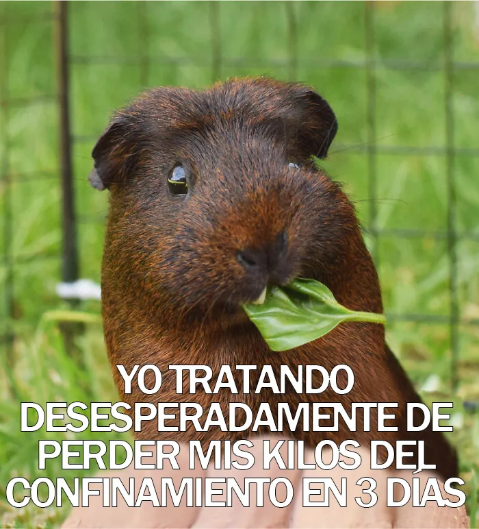 15 Divertidos memes de mascotas sobre la cuarentena, por Comedy Pet Photo Awards