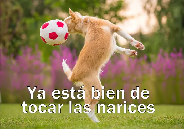 15 Divertidos memes de mascotas sobre la cuarentena, por Comedy Pet Photo Awards