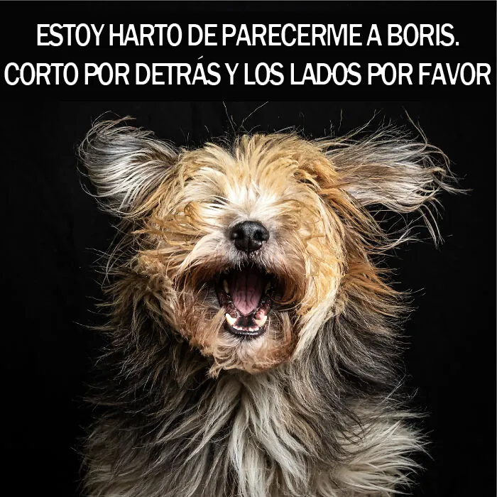 15 Divertidos memes de mascotas sobre la cuarentena, por Comedy Pet Photo Awards