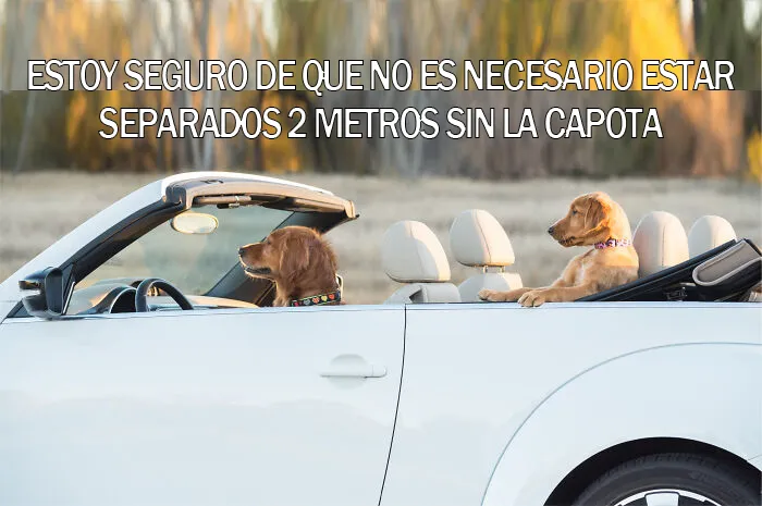 15 Divertidos memes de mascotas sobre la cuarentena, por Comedy Pet Photo Awards