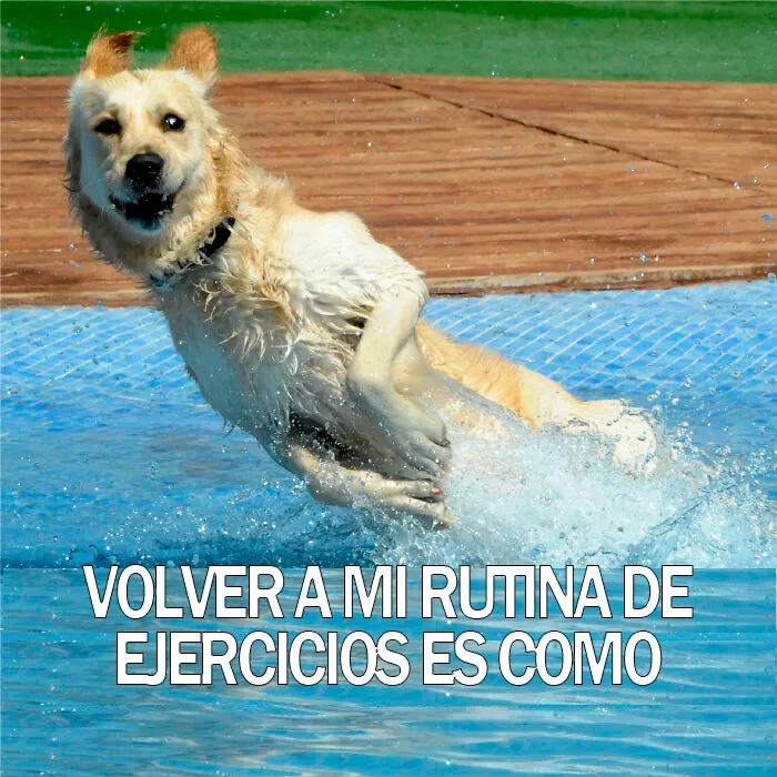 15 Divertidos memes de mascotas sobre la cuarentena, por Comedy Pet Photo Awards
