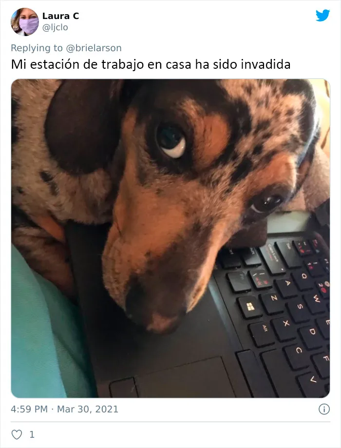 30 Usuarios de Twitter comparten imágenes que dicen "Llevo demasiado tiempo en cuarentena"
