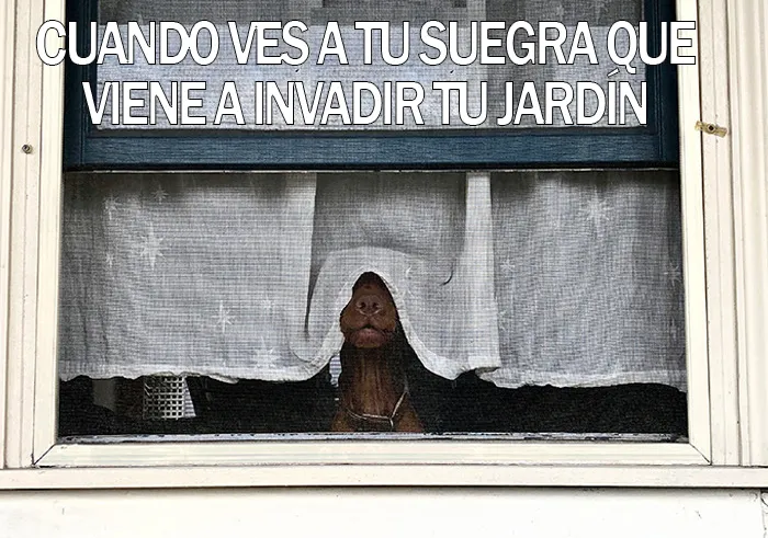 15 Divertidos memes de mascotas sobre la cuarentena, por Comedy Pet Photo Awards