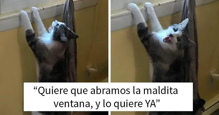 Hay un grupo donde la gente comparte fotos de gatos maullando tan alto que casi puedes oír las imágenes (30 nuevas fotos)