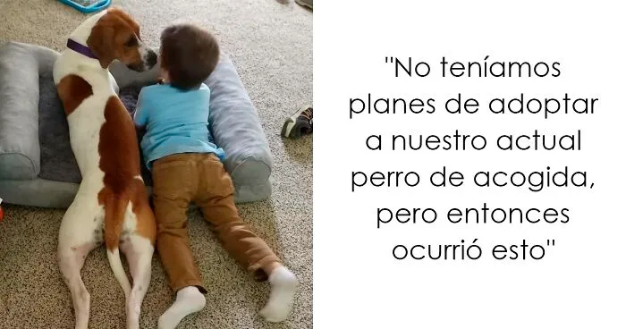 30 Fotos de las adopciones de mascotas más reconfortantes del mes de Mayo