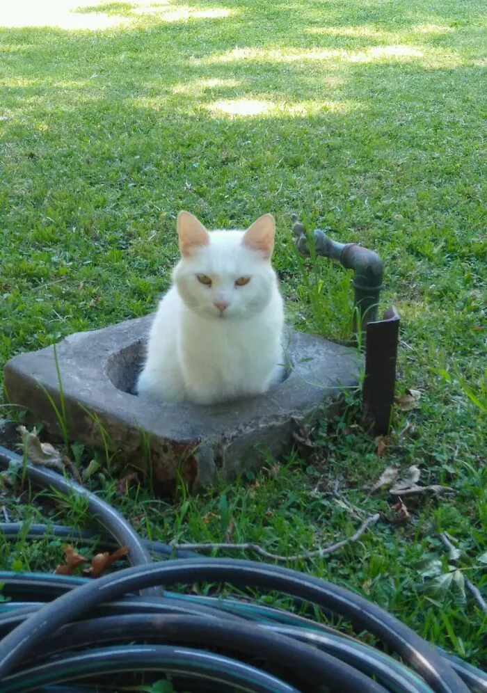 40 Gatos en lugares insólitos, compartidos en esta cuenta de Twitter