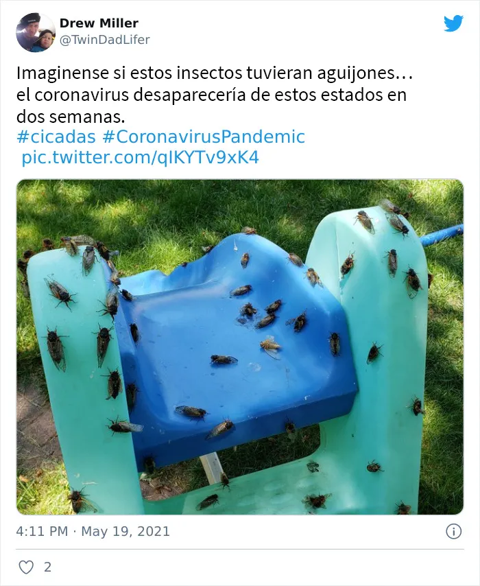 Después de 17 años bajo tierra, millones de cigarras eclosionaron para sembrar el caos en varias zonas de EEUU (18 fotos)