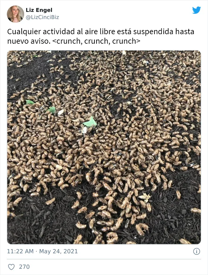 Después de 17 años bajo tierra, millones de cigarras eclosionaron para sembrar el caos en varias zonas de EEUU (18 fotos)