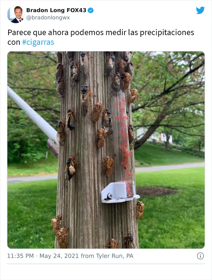 Después de 17 años bajo tierra, millones de cigarras eclosionaron para sembrar el caos en varias zonas de EEUU (18 fotos)