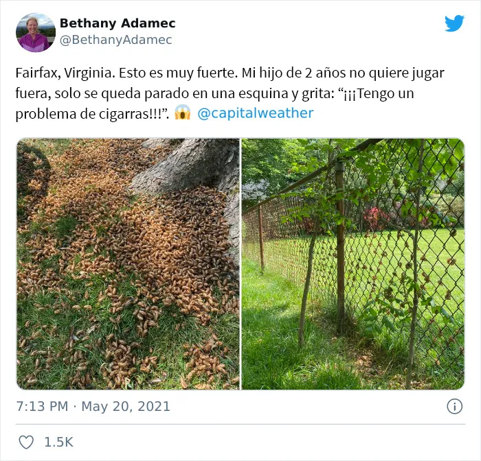 Después de 17 años bajo tierra, millones de cigarras eclosionaron para sembrar el caos en varias zonas de EEUU (18 fotos)