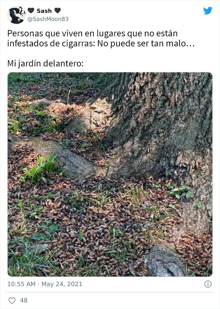 Después de 17 años bajo tierra, millones de cigarras eclosionaron para sembrar el caos en varias zonas de EEUU (18 fotos)