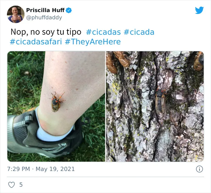 Después de 17 años bajo tierra, millones de cigarras eclosionaron para sembrar el caos en varias zonas de EEUU (18 fotos)