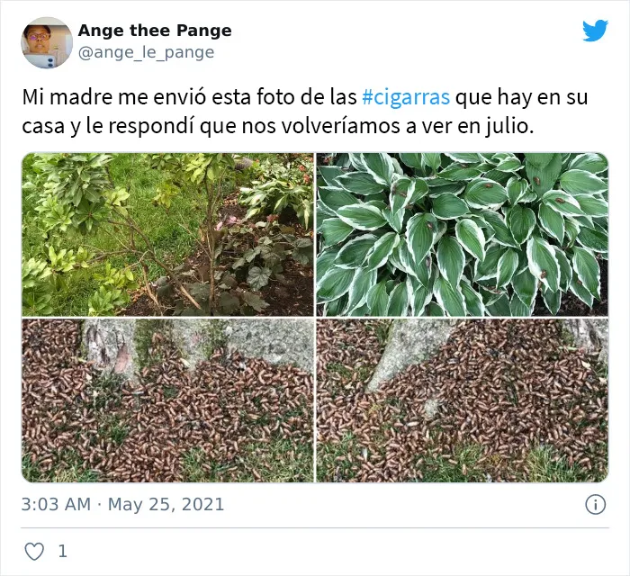 Después de 17 años bajo tierra, millones de cigarras eclosionaron para sembrar el caos en varias zonas de EEUU (18 fotos)