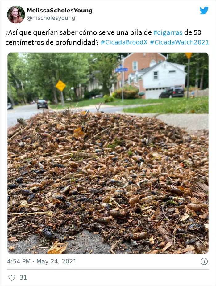 Después de 17 años bajo tierra, millones de cigarras eclosionaron para sembrar el caos en varias zonas de EEUU (18 fotos)