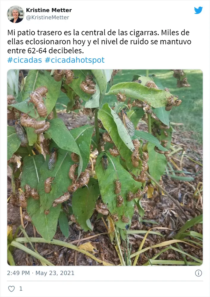 Después de 17 años bajo tierra, millones de cigarras eclosionaron para sembrar el caos en varias zonas de EEUU (18 fotos)
