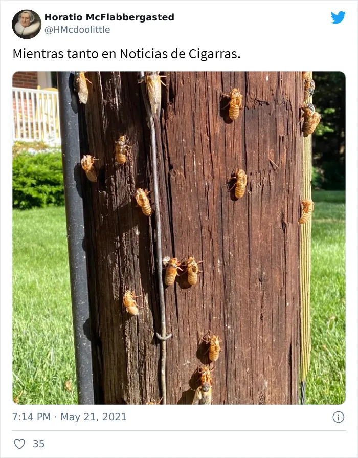 Después de 17 años bajo tierra, millones de cigarras eclosionaron para sembrar el caos en varias zonas de EEUU (18 fotos)