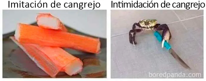 20 "Memes literales" que van directos al grano pero siguen siendo divertidísimos
