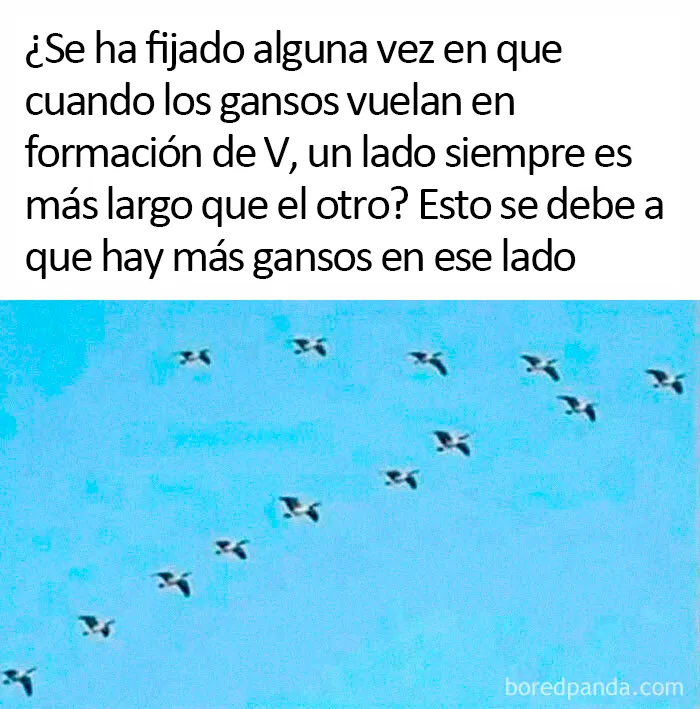 20 "Memes literales" que van directos al grano pero siguen siendo divertidísimos