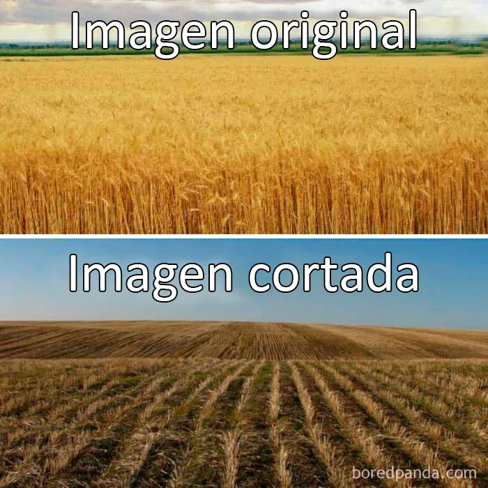 20 "Memes literales" que van directos al grano pero siguen siendo divertidísimos