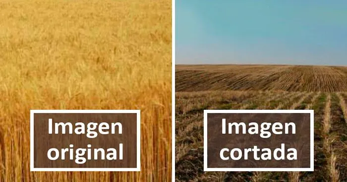 20 "Memes literales" que van directos al grano pero siguen siendo divertidísimos