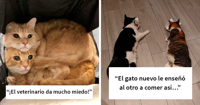Estas 50 fotos demuestran que 2 gatos son mejor que uno