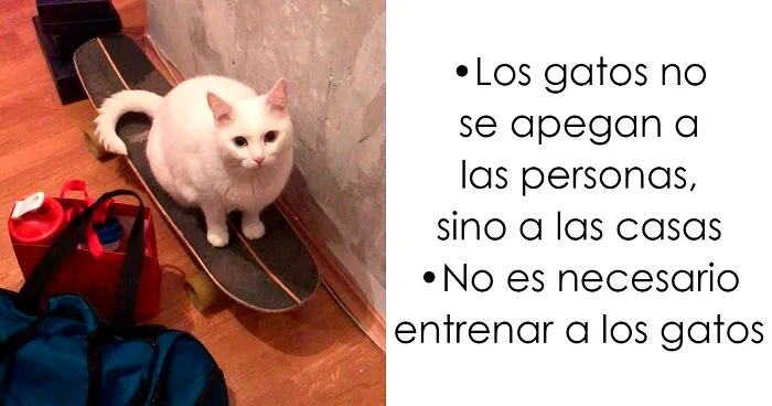 Esta psicóloga de gatos desmiente 13 mitos acerca de estos felinos que todo dueño debería saber