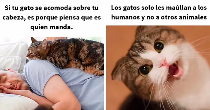 Este hombre promete brindar información nueva sobre los gatos y comparte 12 datos interesantes